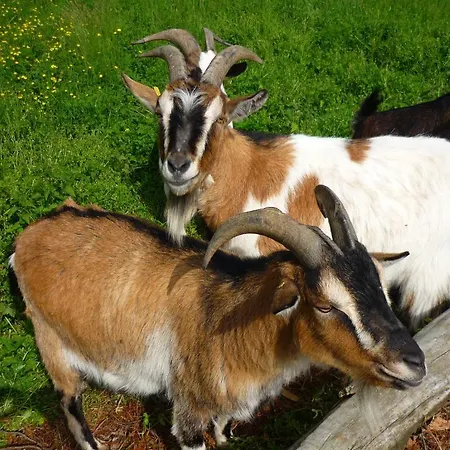 アルベルゴ ロソーヌ