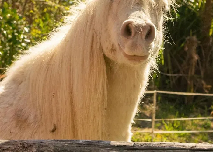 فندق ألبيرجو لوسون