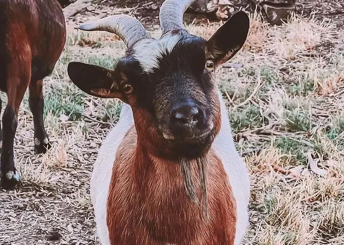 Albergo Losone Otel 4*