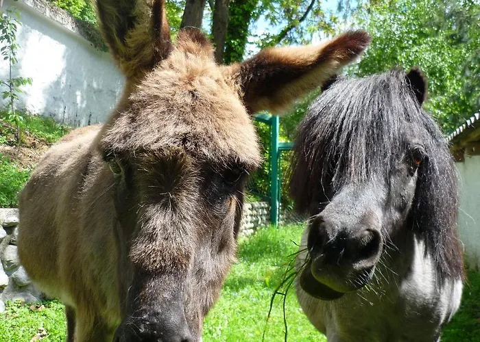 Albergo Losone 4* Losone